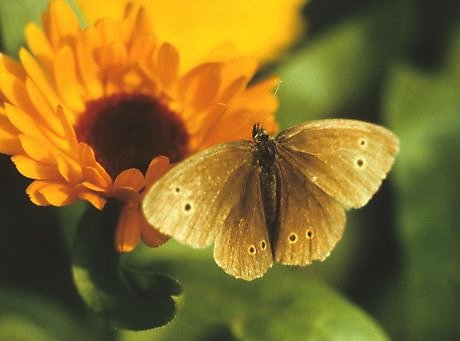 Schmetterlinge / Tagfalter / Bläulinge aus der Familie Lycaenidae