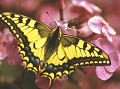 Schmetterling Schwalbenschwanz