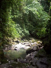 Dschungel um Tenna / Im Amazonasgebiet von Ecuador