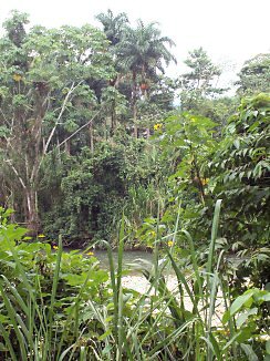 Regenwald bei Tena in Ecuador
